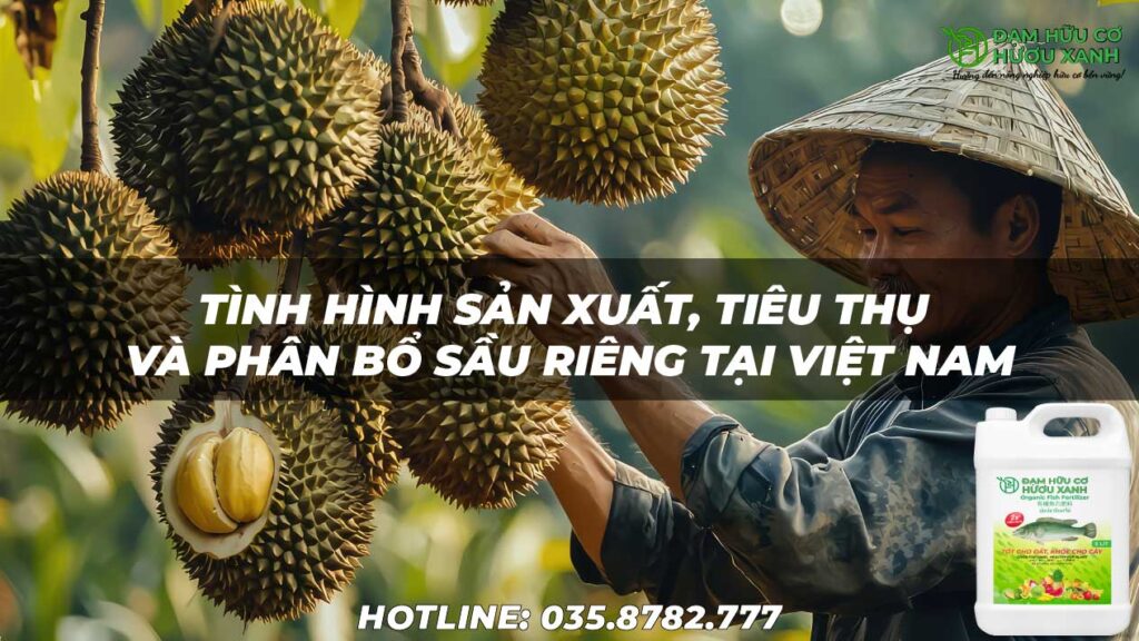 Tình hình sản xuất, tiêu thụ và phân bổ sầu riêng tại các tỉnh thành Việt Nam